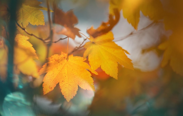 Foto herbstblätter