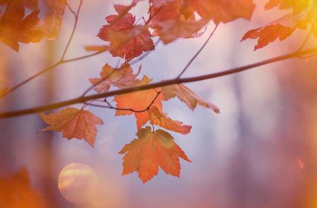 Herbstblätter