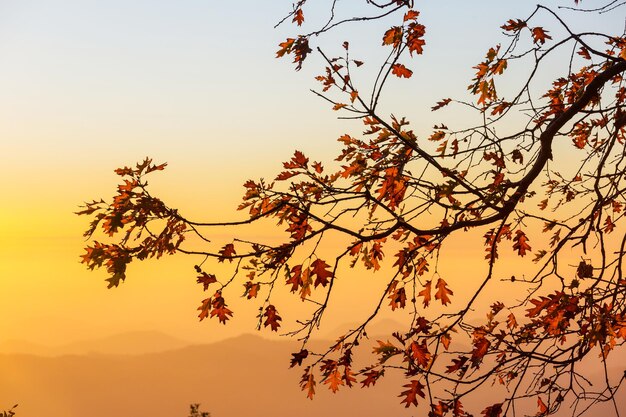 Foto herbstblätter