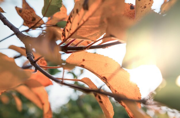 Herbstblätter