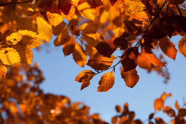 Herbstblätter