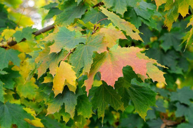 Herbstblätter.