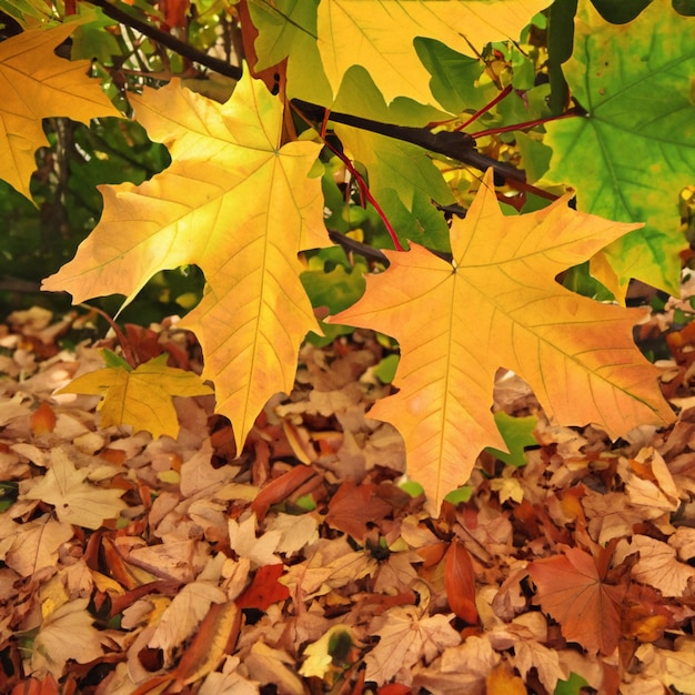 Herbstblätter