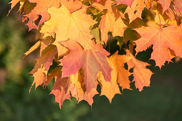 Herbstblätter