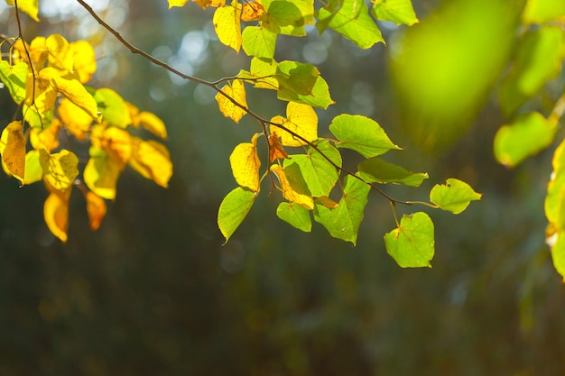 Herbstblätter