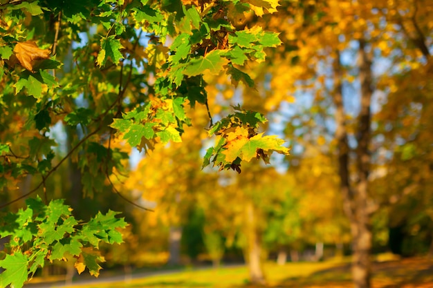 Herbstblätter