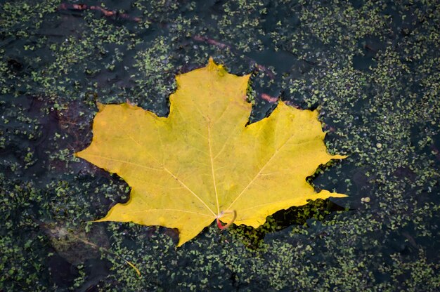 Herbstblatt auf dem Wasser. Gelbes Ahornblatt in einem Sumpf. Herbstfarben. Herbst. Gelbes Ahornblatt in einem Sumpf.