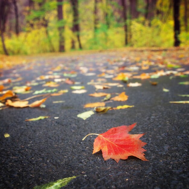 Herbstblatt auf der Straße.