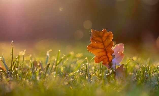 Herbstblatt auf grünem Gras, Makro-Nahaufnahme.