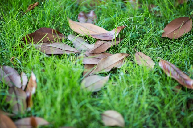 Herbstblatt auf Makronahaufnahme des grünen Grases