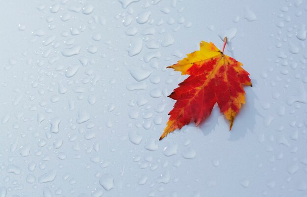Herbstblatt auf nassem silbernem Hintergrund Herbsthintergründe flaches Layout Draufsicht hochwertiges Foto