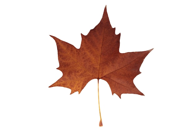 Herbstblatt auf transparentem Hintergrundmakro