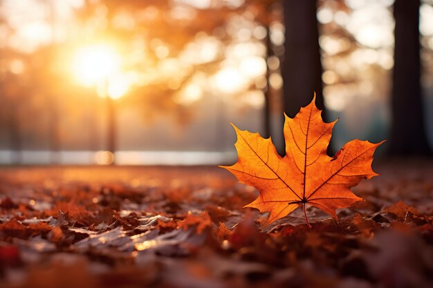 Herbstblatt-Close-Up vor dem Hintergrund des Waldes und Sonnenuntergang Schöne Natur