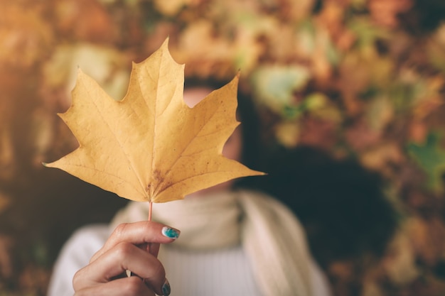 Herbstblatt. Herbstlaub in einem Park.