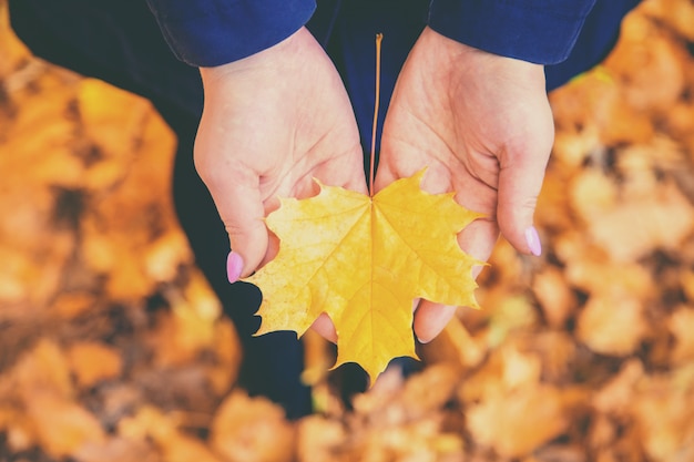 Herbstblatt in den Händen eines Mädchens. Tiefenschärfe.