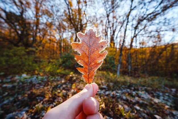 Foto herbstblatt in der männlichen hand