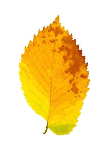Herbstblatt lokalisiert auf weißem Hintergrund