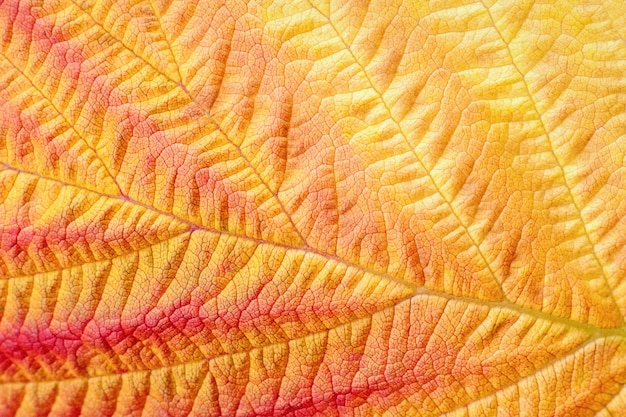 Herbstblatt-Makrostruktur und -farben in der Herbstsaison