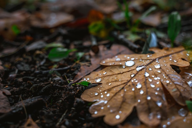 Herbstblatt mit großen Tropfen aus nächster Nähe