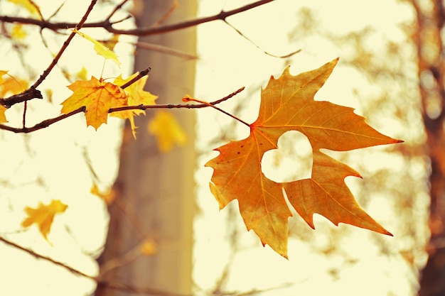 Herbstblatt mit Herz, draußen