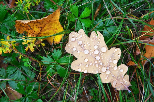 Herbstblatt und Tropfen. Zusammensetzung der Natur.