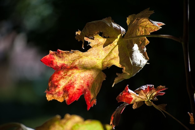 Herbstblatt