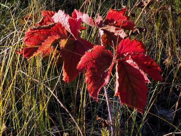 Herbstblatt