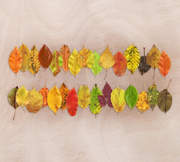 Herbstblattbeschaffenheitshintergrund auf hölzernem Hintergrund