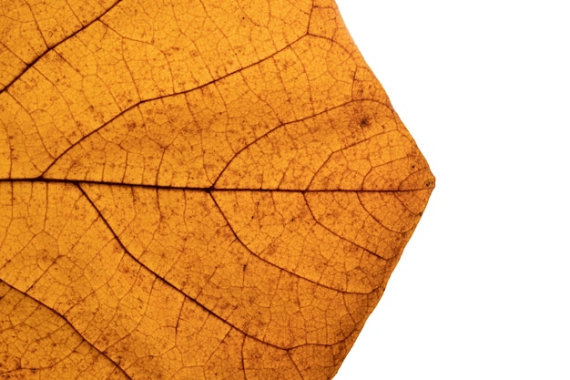 Herbstblattbeschaffenheitsnahaufnahme mit Adern