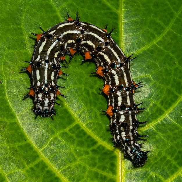 Foto herbstblattraupe