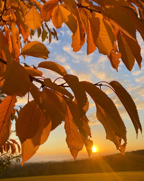 Foto herbstblick (em inglês)