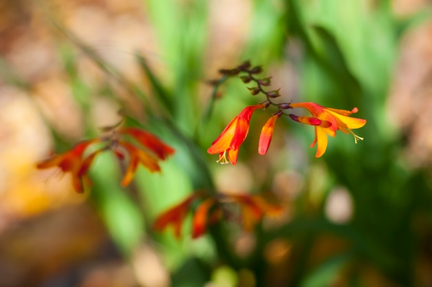 Herbstblume