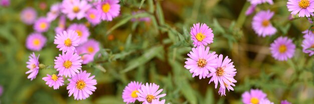 Herbstblumen Aster novi-belgii lebendige hellviolette Farbe in voller Blüte im Garten