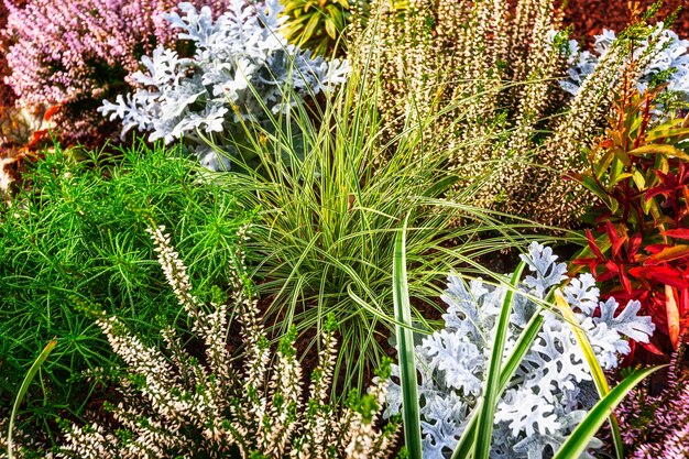 Herbstblumen Blumenbeet mit weißem Heidegras und Pflanzen Blumenhintergrund Grabdekoration