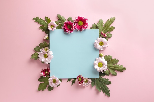 Herbstblumen Chrysanthemenblau leer für eine Inschrift auf einem trendigen Rosa