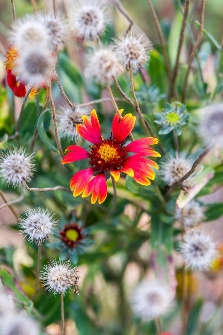 Foto herbstblumen
