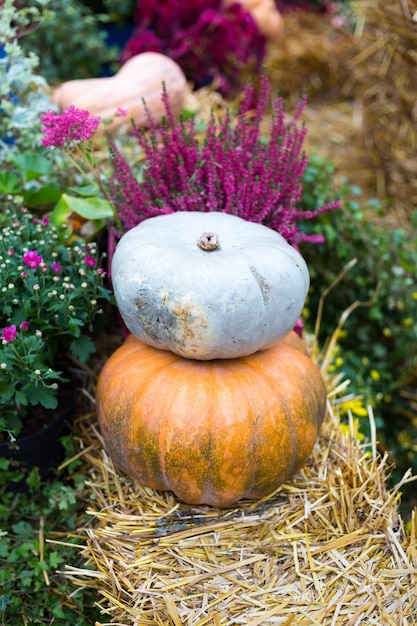 Herbstblumenkomposition mit orange und blauen Kürbissen fallen Dekoration zum Erntedankfest