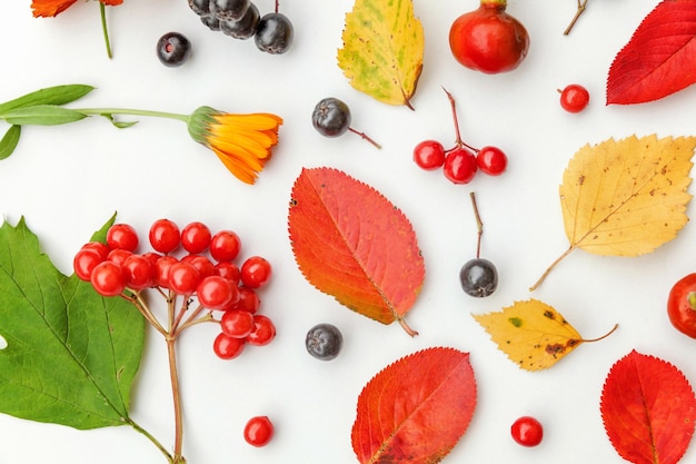 Herbstblumenkomposition. Pflanzen Viburnum Rowan Beeren Heckenrose frische Blumen bunte Blätter isoliert auf weißem Hintergrund. Herbst Naturpflanzen Ökologie Wallpaper Konzept. Flache Lage, Ansicht von oben