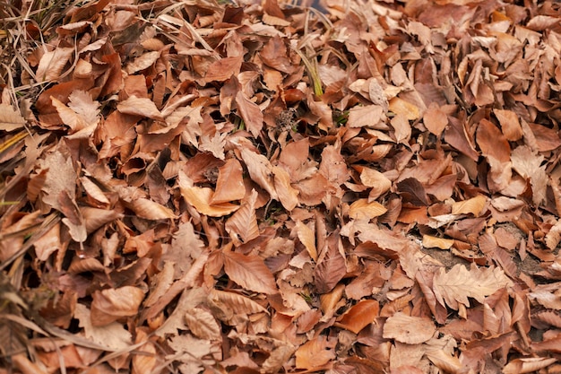 Herbstbraune Blätter