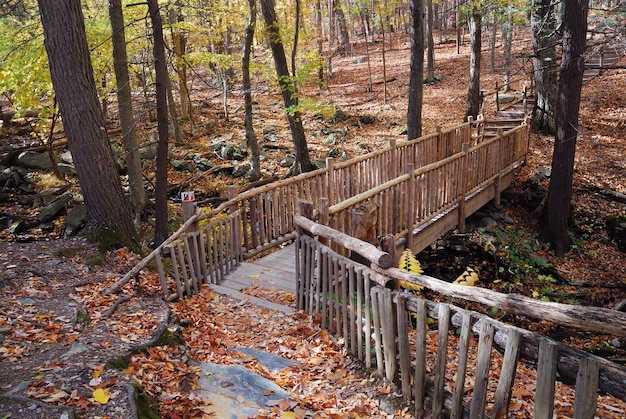 Herbstbrücke im Wald mit Bach