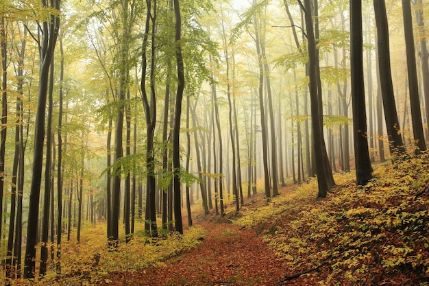 Herbstbuchenwald bei regnerischem, nebligem Wetter