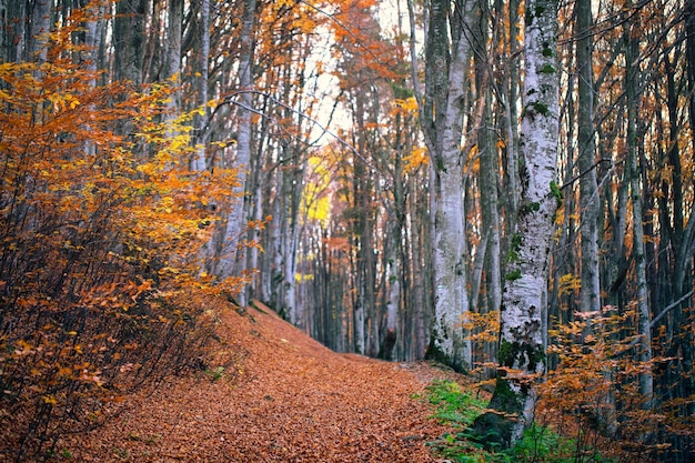 Herbstbuchenwald Große ebene Bäume gelbe Blätter an Bäumen und auf dem Boden