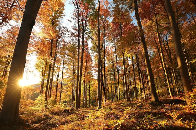 Foto herbstbuchenwald im morgengrauen