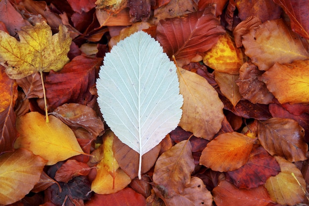 Herbstbuchenwald verlässt gelben roten goldenen Boden