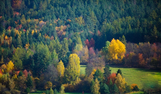 Herbstbüsche und Bäume