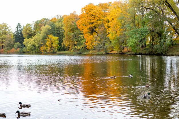 Herbstbuntes Laub über See mit Enten und schönen Wäldern