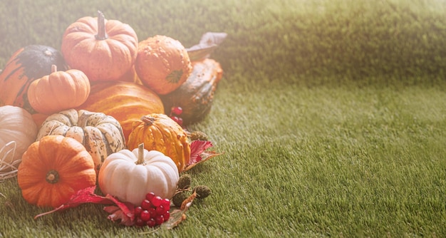 Herbstdekor aus Kürbissen Thanksgiving Day oder Halloween mit Kopierbereich Thanksgiving-Kürbisse