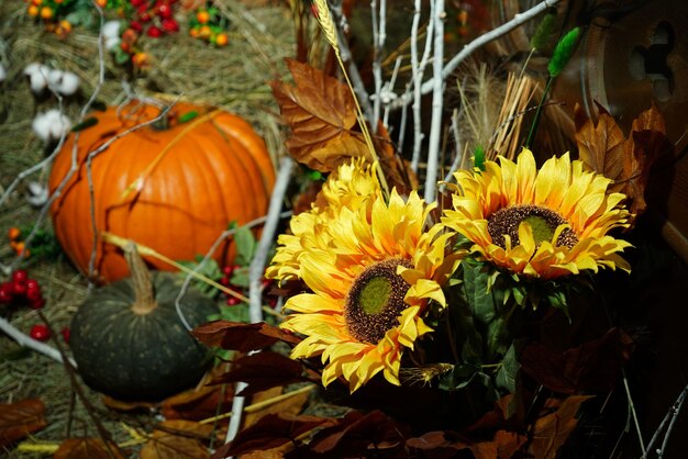 Herbstdekoration von Kürbissen, gelben und orangefarbenen Sonnenblumen, roten Mummi-Blüten, die mit einem Ball Heu auf einem rustikalen Holzhintergrund angeordnet sind