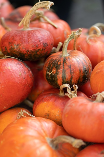 Herbstdekorationsernte von orangefarbenen Kürbissen auf trockenem Stroh am Bauernmarkt Halloween-Symbol