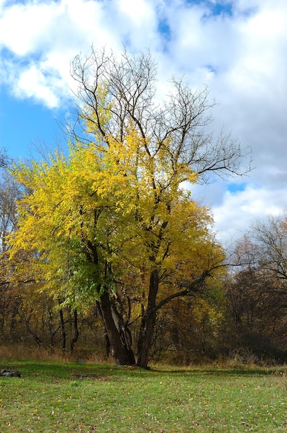 Herbsteiche